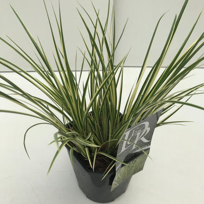 Bonte Kalmoes (Acorus 'Argenteostriatus)