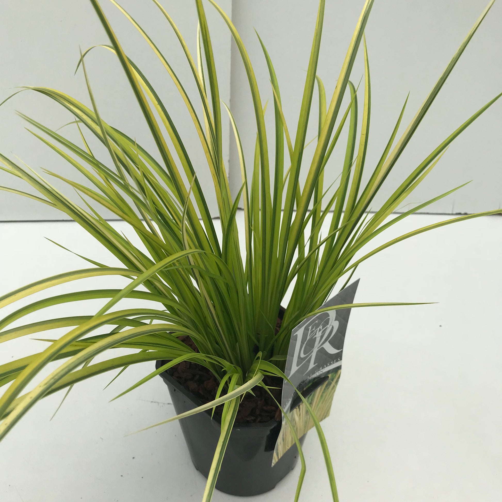 Bonte Kalmoes (Acorus 'Ogon) - Bonte Kalmoes