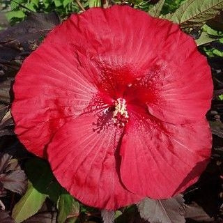 Altheastruik (Hibiscus Carousel Geant Red) - Hibiscus