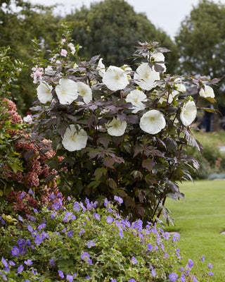 Altheastruik (Hibiscus Carousel Ghost )