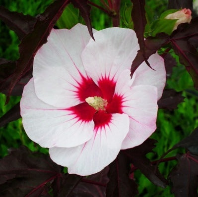 Altheastruik (Hibiscus Carousel Jolly Heart)