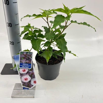 Altheastruik (Hibiscus Carousel Jolly Heart) - Hibiscus