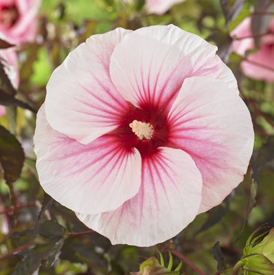 Altheastruik (Hibiscus Carousel Pink Candy)