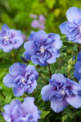 Altheastruik (Hibiscus syriacus Blue Chiffon)