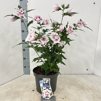 Altheastruik (Hibiscus syriacus Starburst Chiffon) - Hibiscus