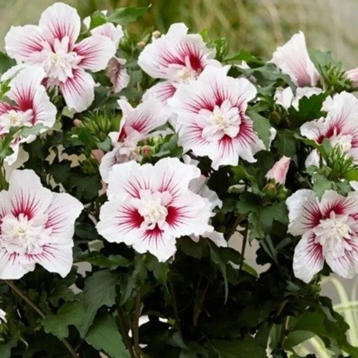 Altheastruik (Hibiscus syriacus Starburst Chiffon) - Hibiscus