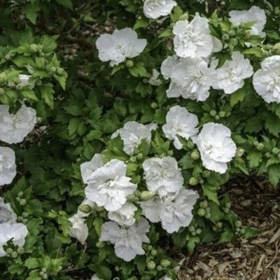 Altheastruik (Hibiscus syriacus White Chiffon)