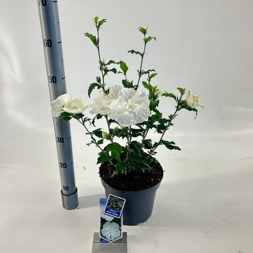 Altheastruik (Hibiscus syriacus White Chiffon) - Hibiscus