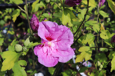 Altheastruik (Hibiscus syriacus 'Purple Chiffon')