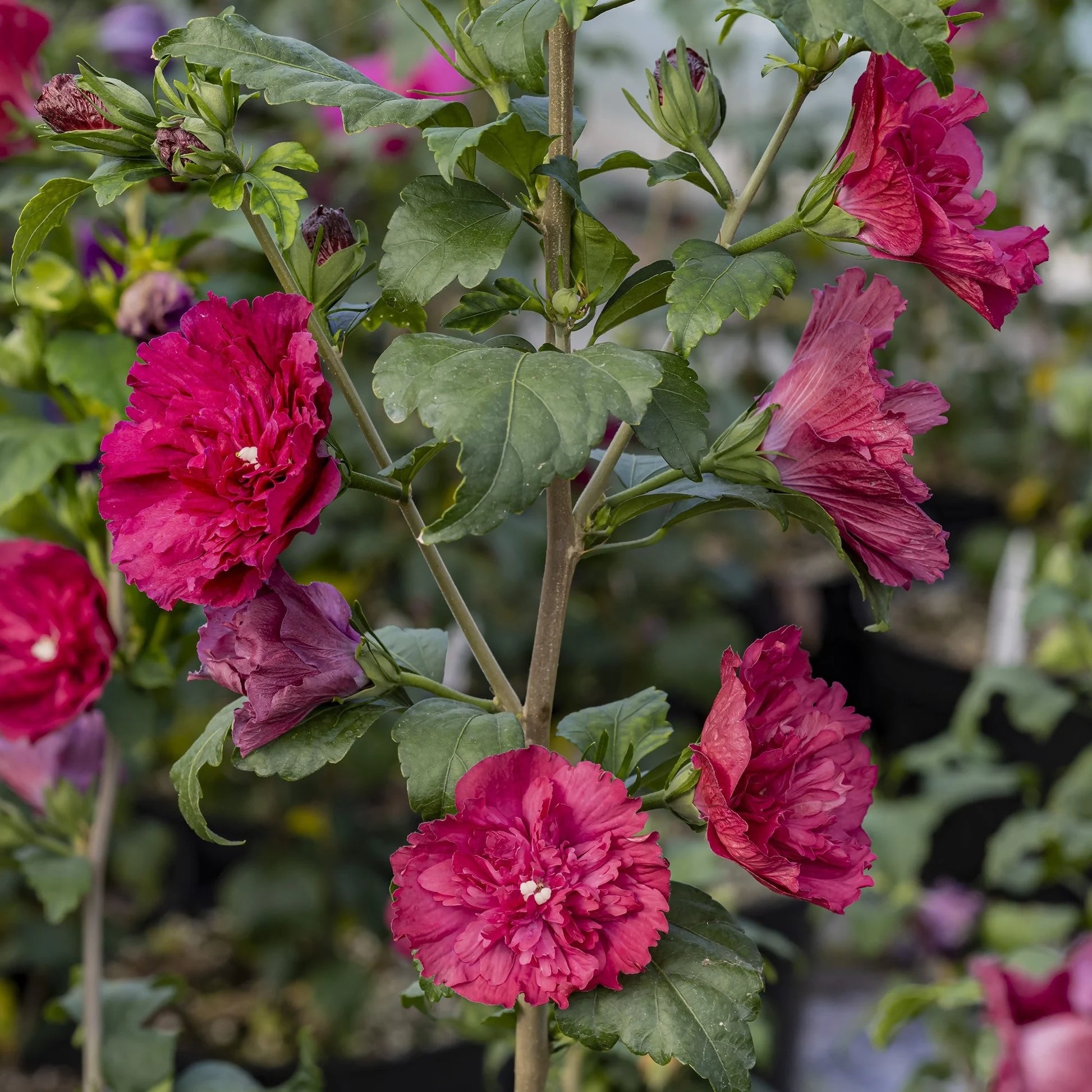 Altheastruik (Hibiscus syriacus 'Ruby Chiffon') - Hibiscus