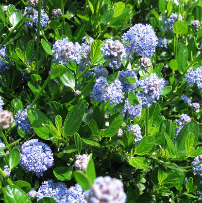 Amerikaanse Sering (Ceanothus impressus 'Victoria') - Sering