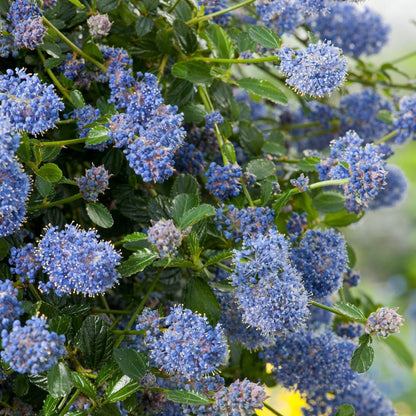 Amerikaanse Sering (Ceanothus thyr. 'Repens') - Sering