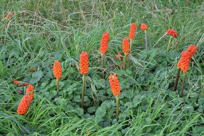 Aronskelk (Arum italicum) - Tuinplanten