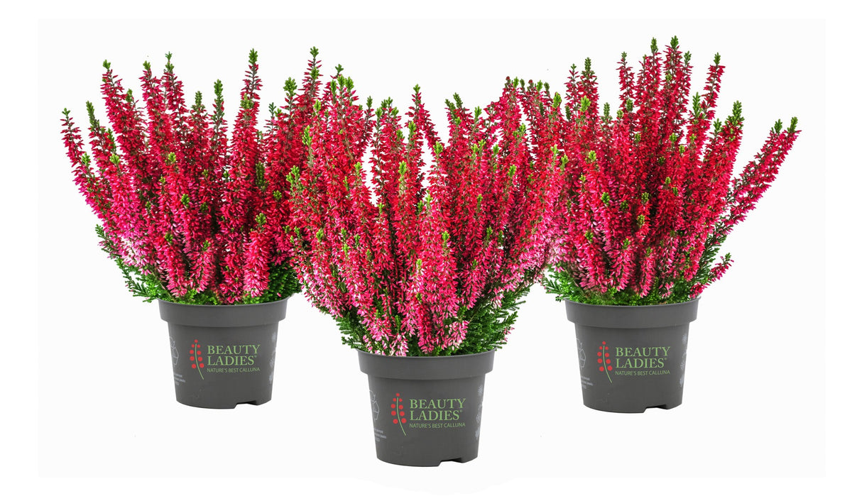 Heide / Calluna vulgaris 'Beauty Ladies Scarlet' - Rood