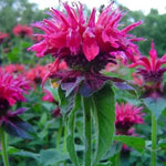 Bergamotplant (Monarda 'Marshall Delight') - Tuinplanten