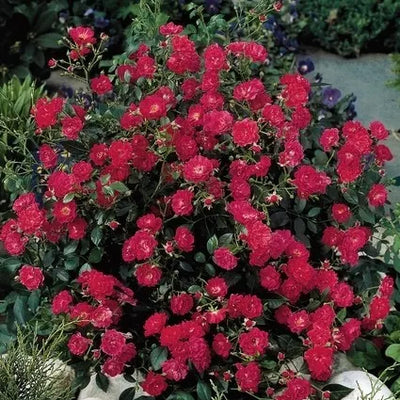 Bodembedekende roos (Rosa Lovely Romanza ®)