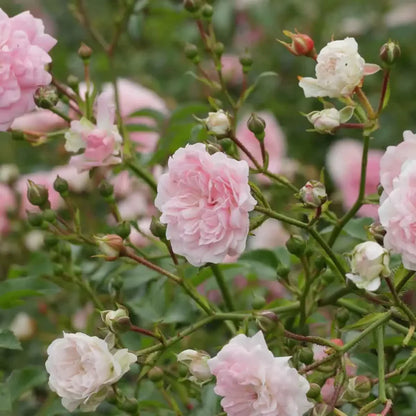 Bodembedekende roos (Rosa Pink Romanza ®) - Rozen