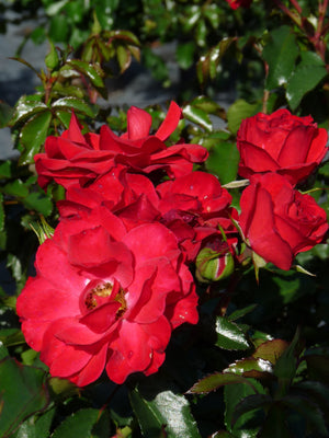 Bodembedekende roos (Rosa Red Romanza ®)