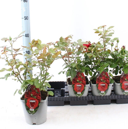 Bodembedekende roos (Rosa Red Romanza ®) - Rozen