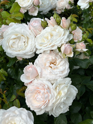 Bodembedekende roos (Rosa Sweet Romanza ®)