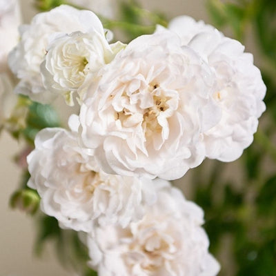 Bodembedekende roos (Rosa (PA) 'Crystal Fairy'  ®)