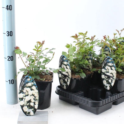 Bodembedekende roos (Rosa (PA) 'Crystal Fairy'  ®) - Rozen