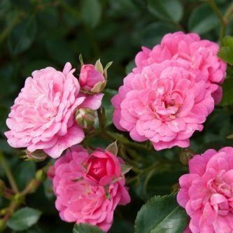 Bodembedekende roos (Rosa (PA) 'Lovely Fairy' ®) - Rozen