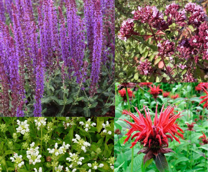 Borderpakket  fantasie (1,5m2) - Tuinplanten