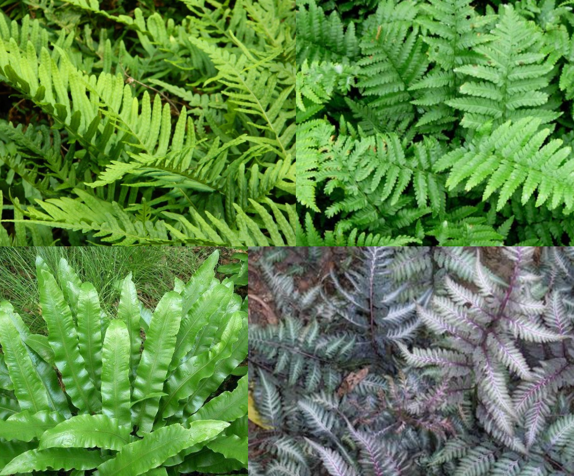 Borderpakket jungle/bostuin (1m2) - Tuinplanten