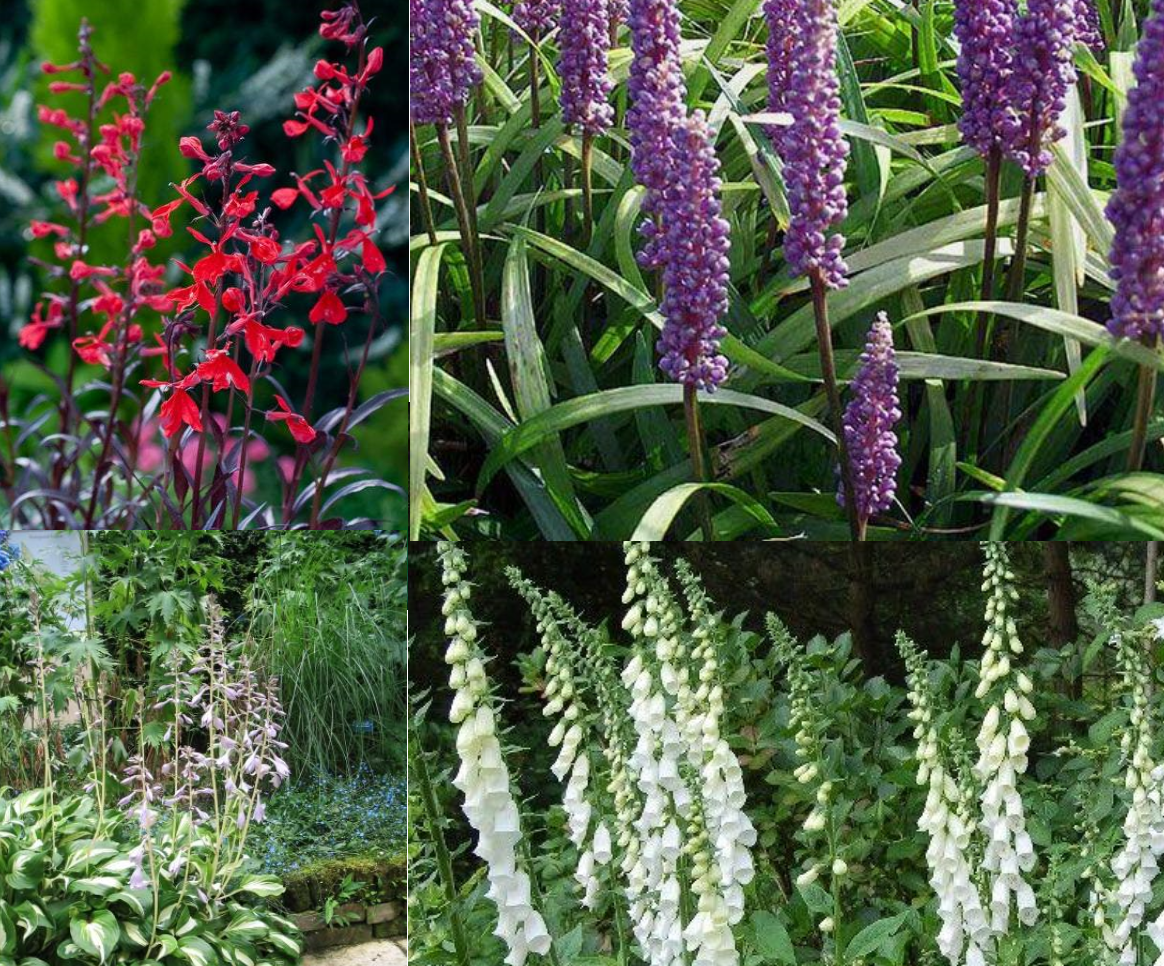 Borderpakket paars, rood & wit (1m2) - Tuinplanten