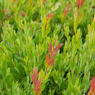 Lampepoetserplant (Callistemon viminalis 'Inferno')