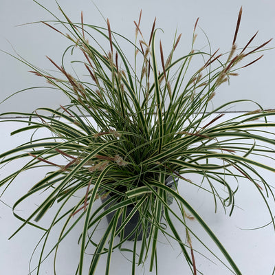Zegge (Carex 'Evercream')
