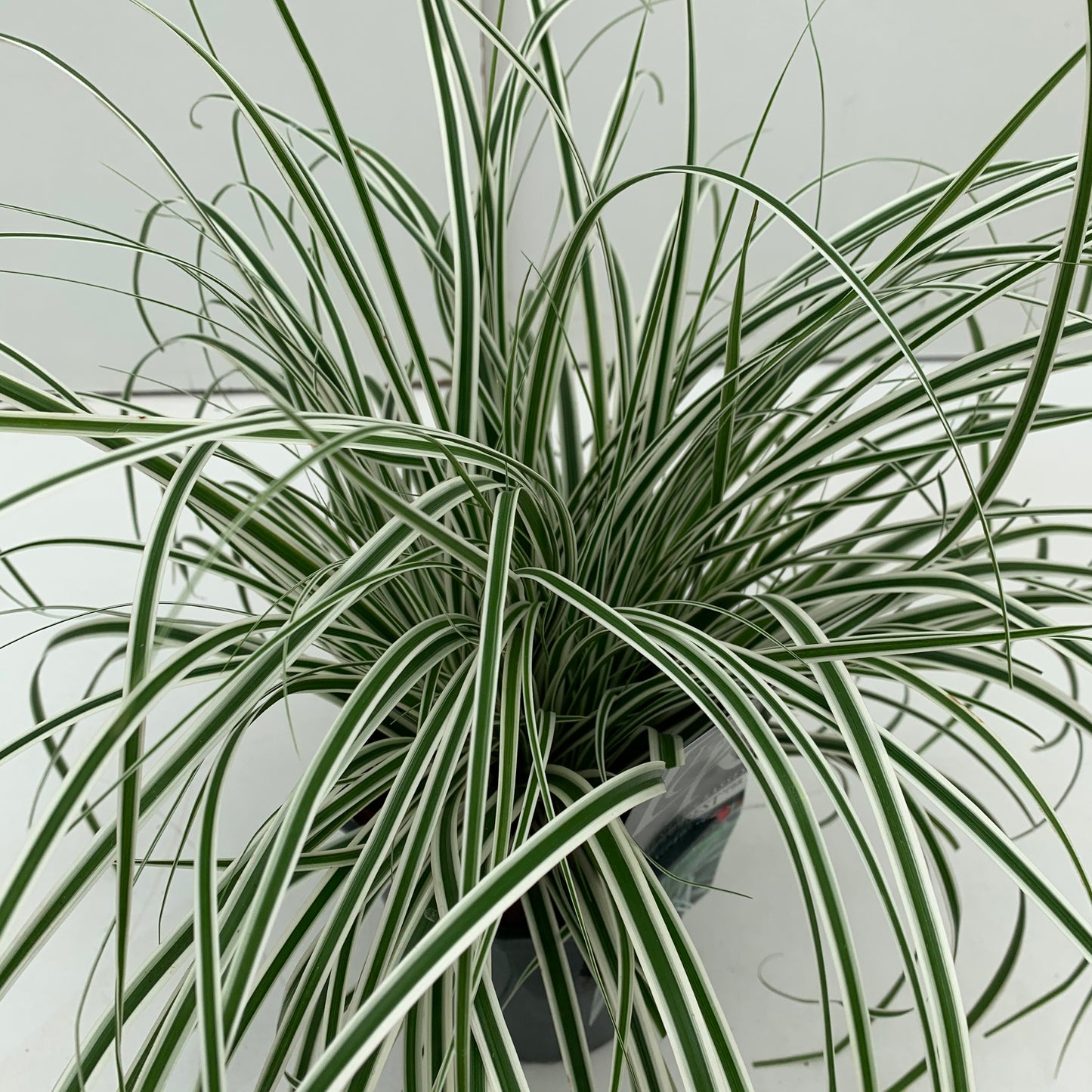 Zegge (Carex 'Everest') - Zegge