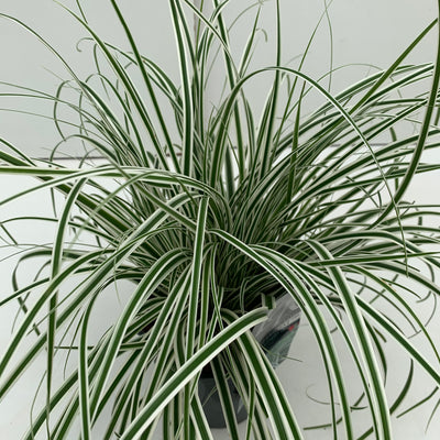 Zegge (Carex 'Everest')