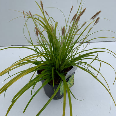 Zegge (Carex 'Everillo')