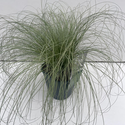 Zegge (Carex 'Frosted Curls')