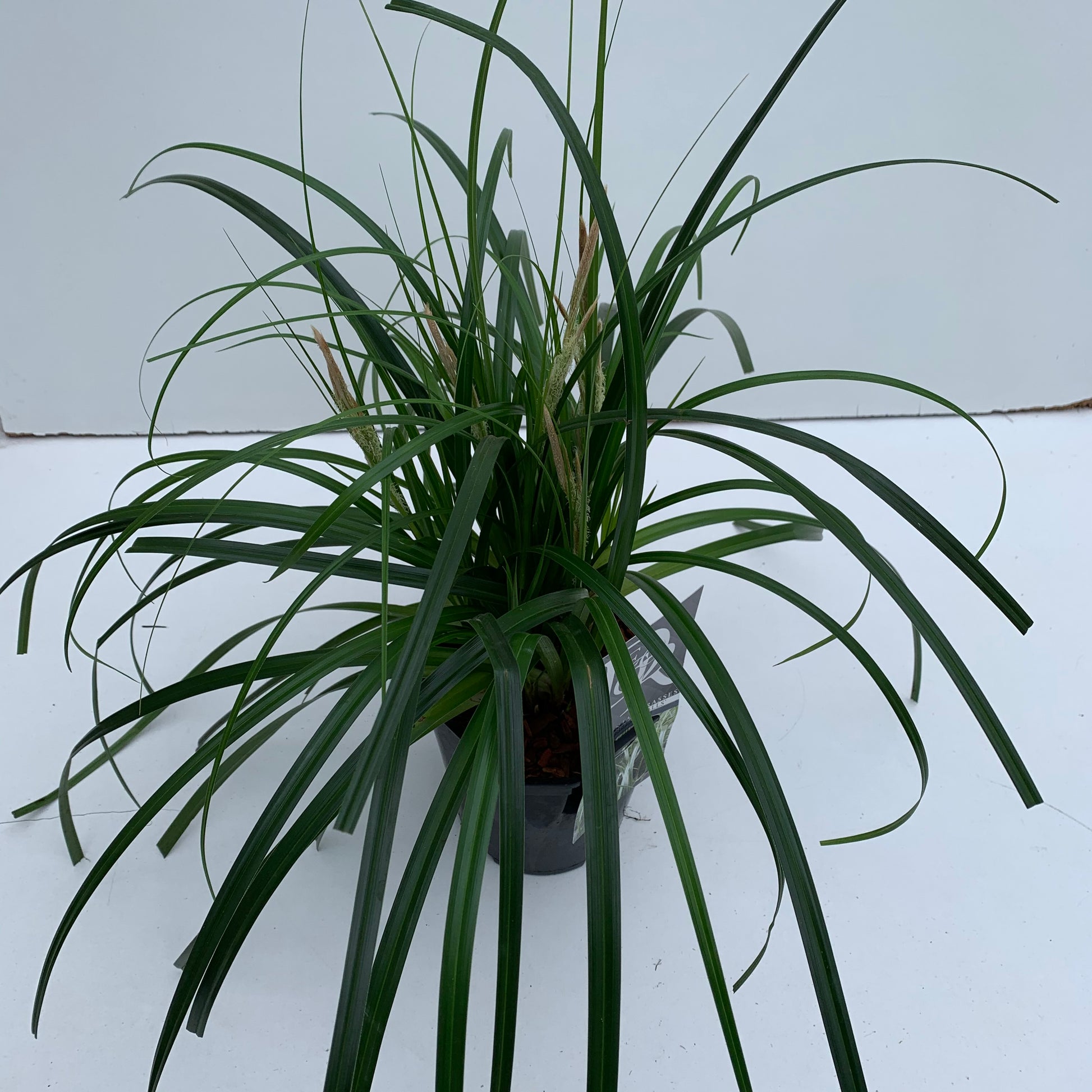 Zegge (Carex 'Ribbon Falls') - Zegge