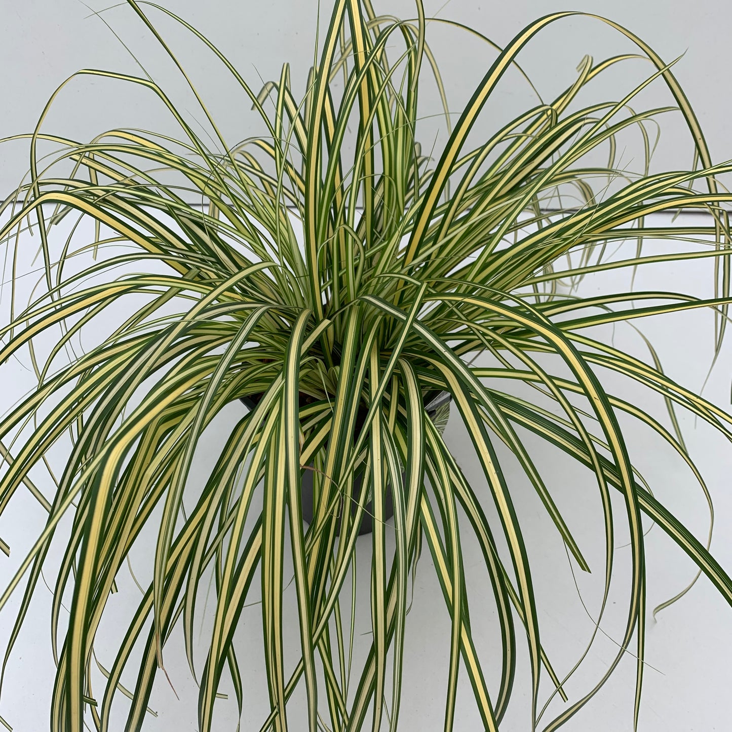 Zegge (Carex oshimensis 'Evergold') - Tuinplanten