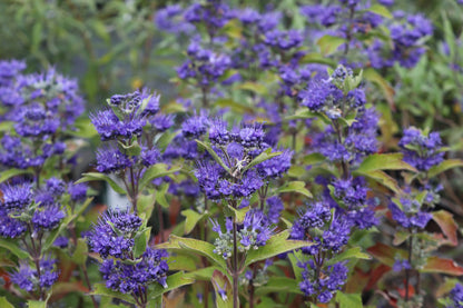 Caryopteris (Caryopteris cland. Grand Bleu®) - Heesters