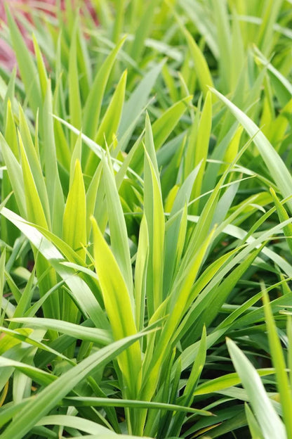 Cordyline (Cordyline Emerald Star ) - Exotische planten