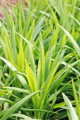 Cordyline (Cordyline Emerald Star )