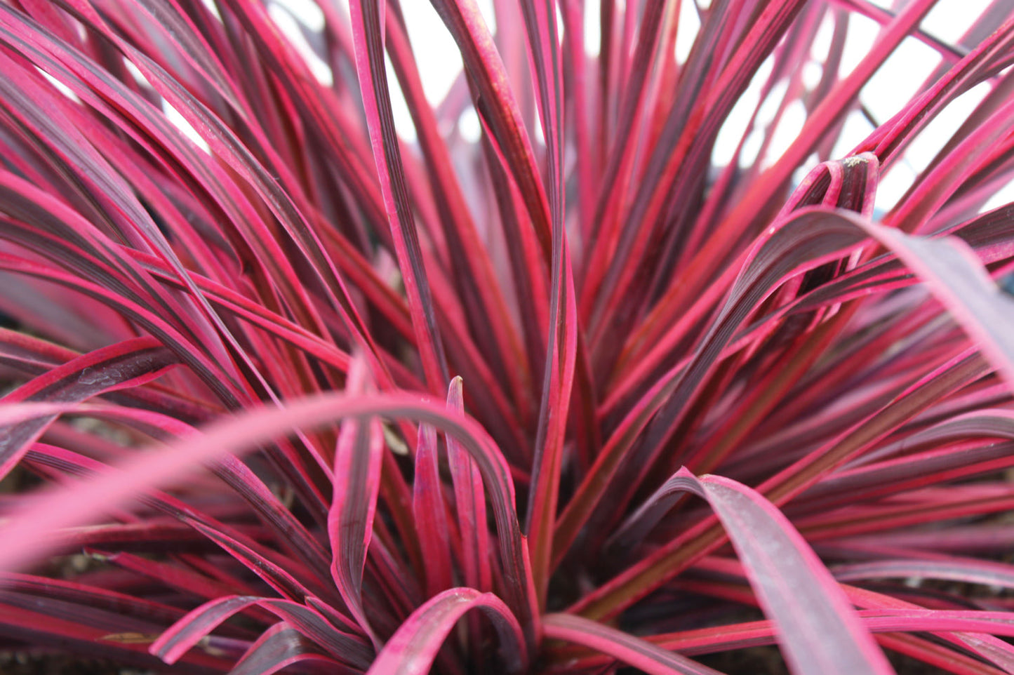 Cordyline (Cordyline Festival® Raspberry) - Exotische planten