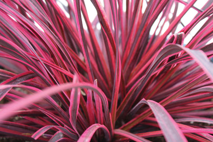 Cordyline (Cordyline Festival® Raspberry) - Exotische planten