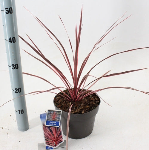 Cordyline (Cordyline australis Charlie Boy) - Exotische planten