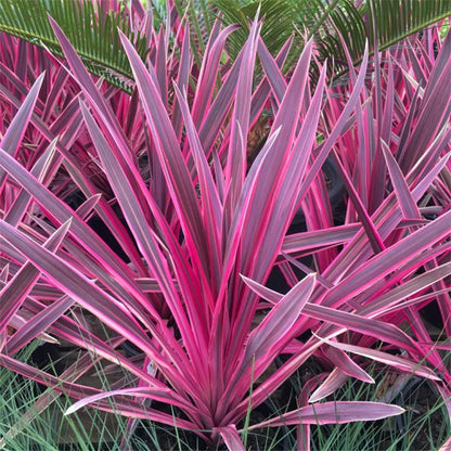 Cordyline (Cordyline australis Pink Passion) - Exotische planten