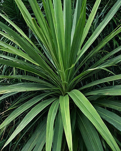 Cordyline (Cordyline australis 'Atlantic Green') - Exotische planten