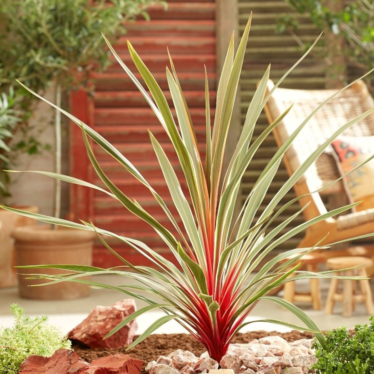 Cordyline (Cordyline australis 'Magic Star') - Exotische planten
