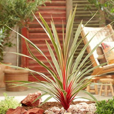 Cordyline (Cordyline australis 'Magic Star')