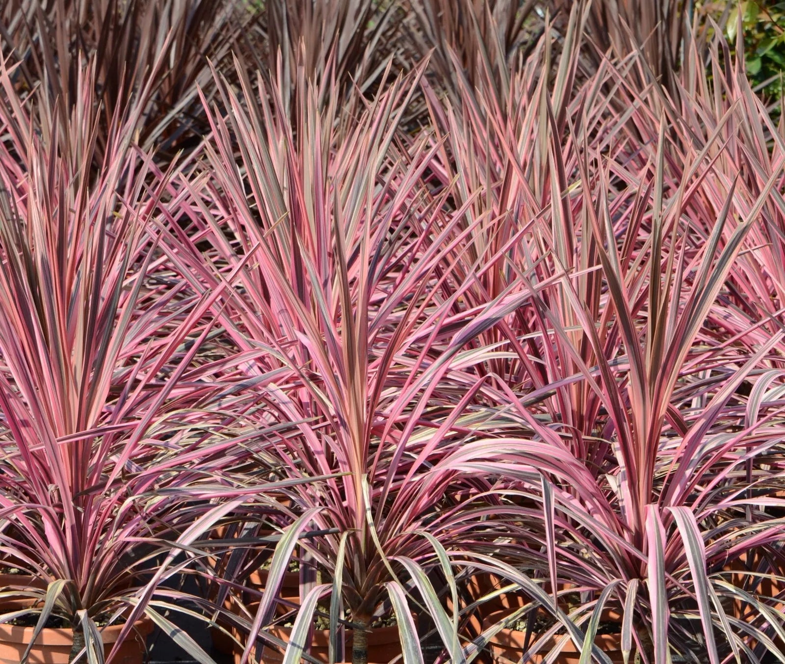 Cordyline (Cordyline australis 'Pink Southern Splendour') - Exotische planten
