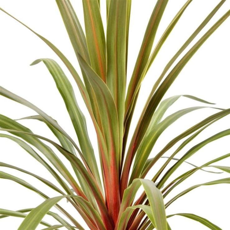 Cordyline (Cordyline australis 'Red Heart') - Exotische planten